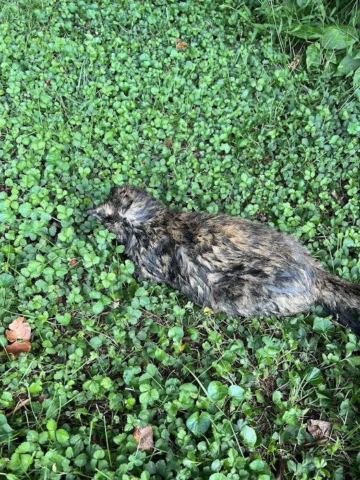 Shumaker's Animal Control Picture 2