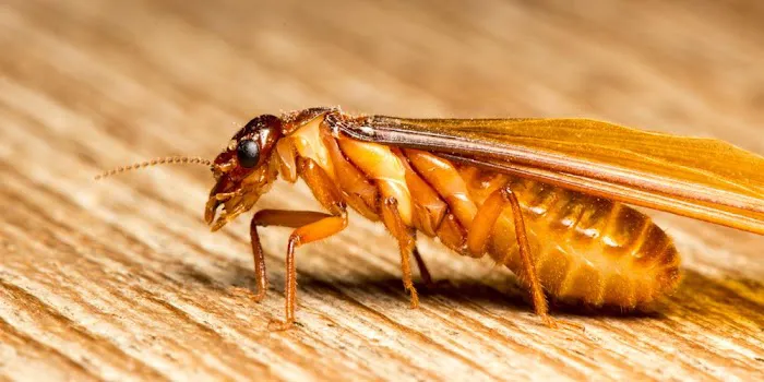 Home Paramount Pest Control Picture 3
