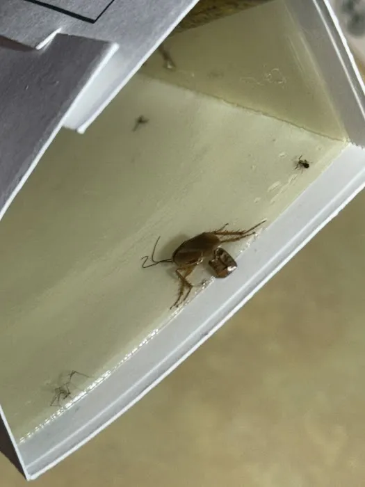 Charm City Pest Control Solutions LLC Picture 1
