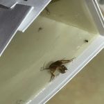 Charm City Pest Control Solutions LLC