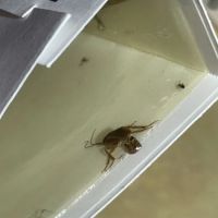 Charm City Pest Control Solutions LLC ico