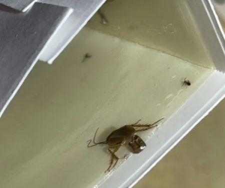 Charm City Pest Control Solutions LLC