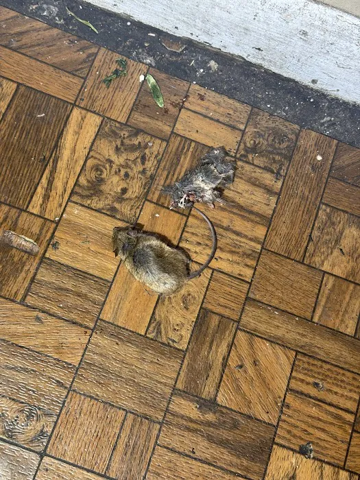 Charm City Pest Control Solutions LLC Picture 8