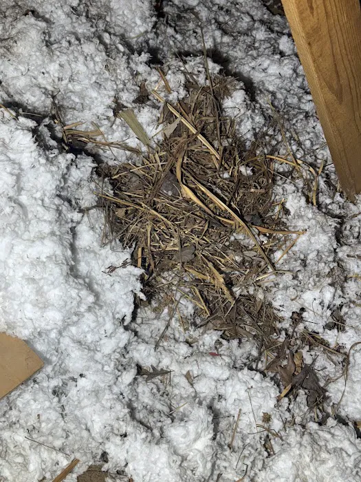 Charm City Pest Control Solutions LLC Picture 10