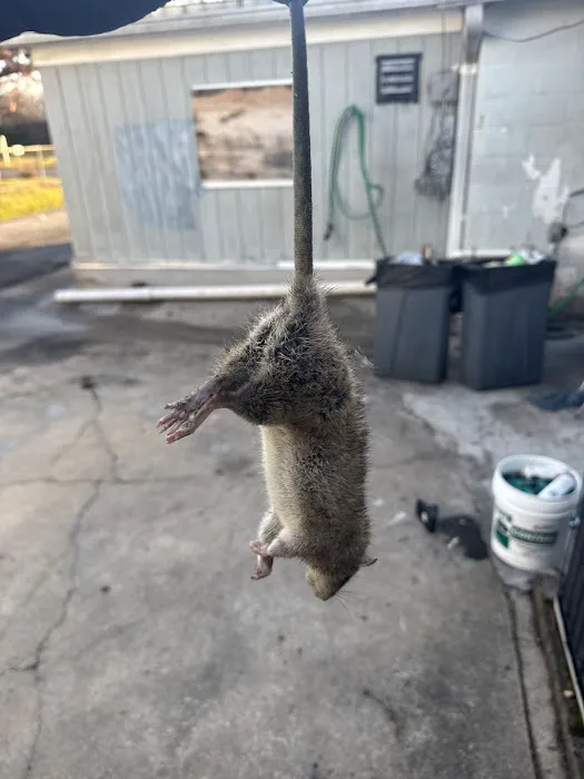 Charm City Pest Control Solutions LLC Picture 5