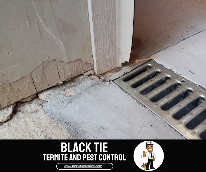 Black Tie Termite & Pest Control Picture 3