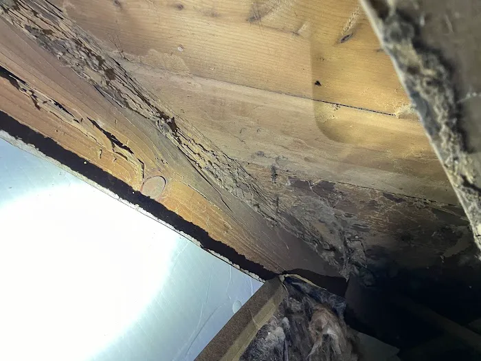 Black Tie Termite & Pest Control Picture 5