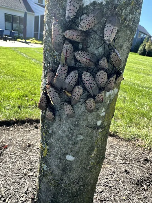 Hershey Termite and Pest Control Picture 5