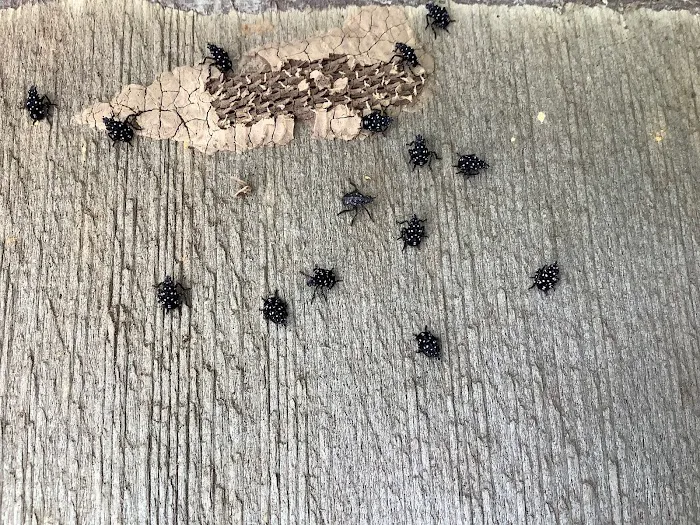 Hershey Termite and Pest Control Picture 2