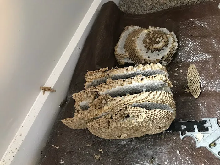 Hershey Termite and Pest Control Picture 4