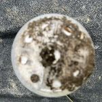 Advantage Termite & Pest Control L.L.C.