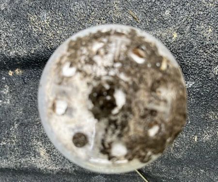 Advantage Termite & Pest Control L.L.C.