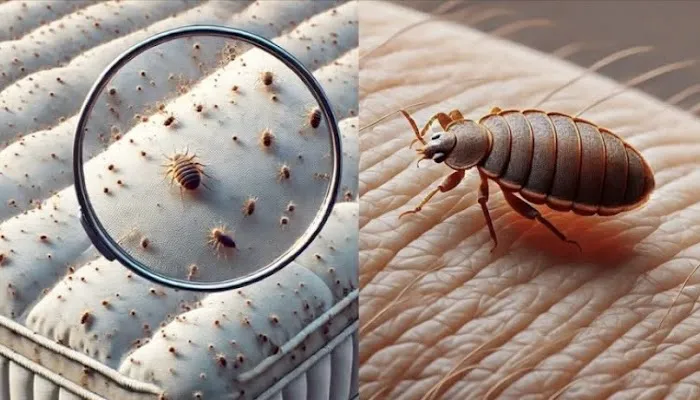Advantage Termite & Pest Control L.L.C. Picture 4
