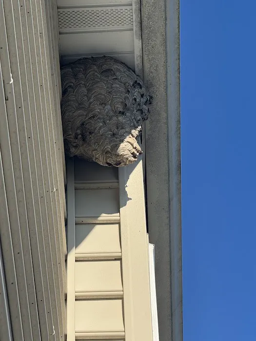 Pure Pest Services LLC Picture 2