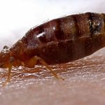 A#1 Pest Control