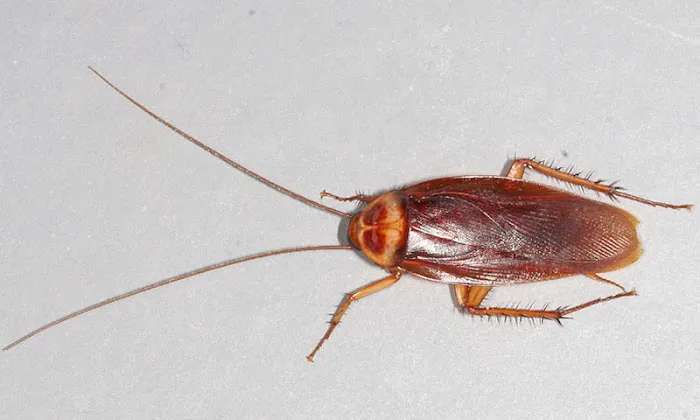 A#1 Pest Control Picture 3