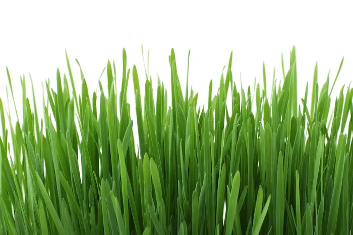 Lawns Unlimited Ltd Picture 3