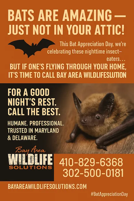 Bay Area Wildlife Solutions Picture 9