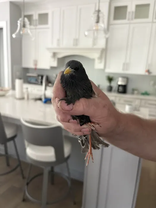 Bay Area Wildlife Solutions Picture 5