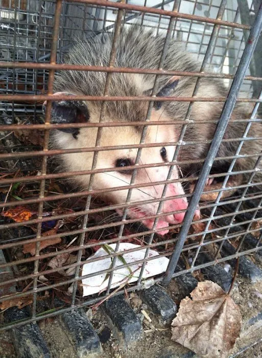Bay Area Wildlife Solutions Picture 3