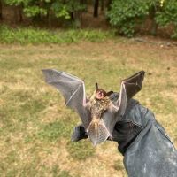 Bay Area Wildlife Solutions ico