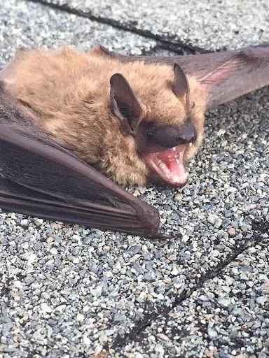Bay Area Wildlife Solutions Picture 6