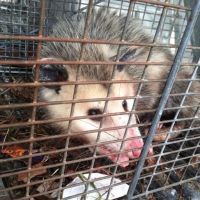 Bay Area Wildlife Solutions ico