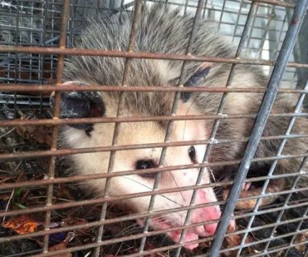 Bay Area Wildlife Solutions