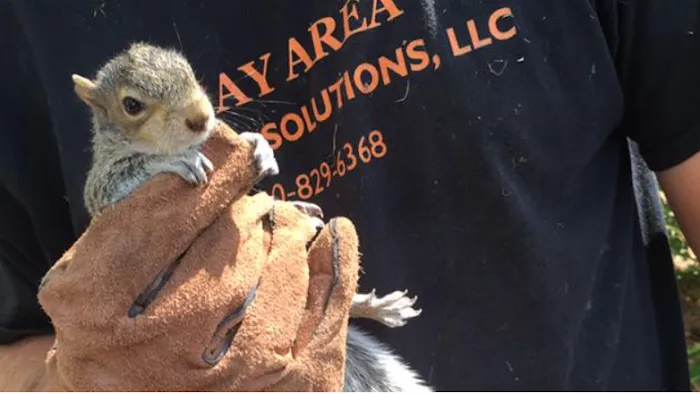 Bay Area Wildlife Solutions Picture 5