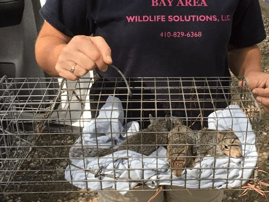 Bay Area Wildlife Solutions Picture 8