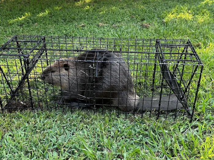 Wilkins Wildlife & BedBug 911 Picture 10