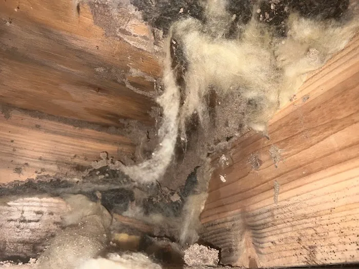 Accurate Termite & Pest Control Picture 6