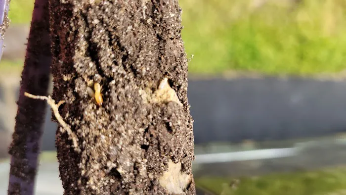 Accurate Termite & Pest Control Picture 5