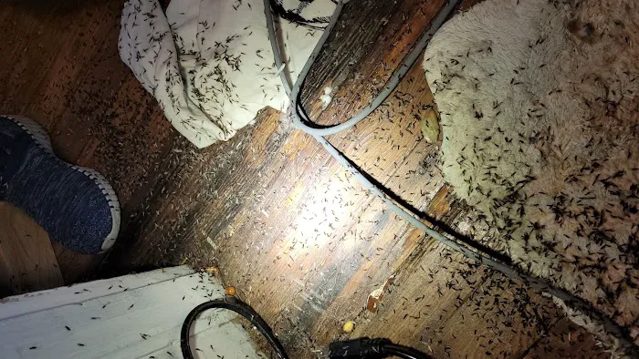 Accurate Termite & Pest Control Picture 2