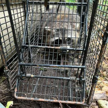 Wilkins Wildlife & BedBug 911 Picture 10