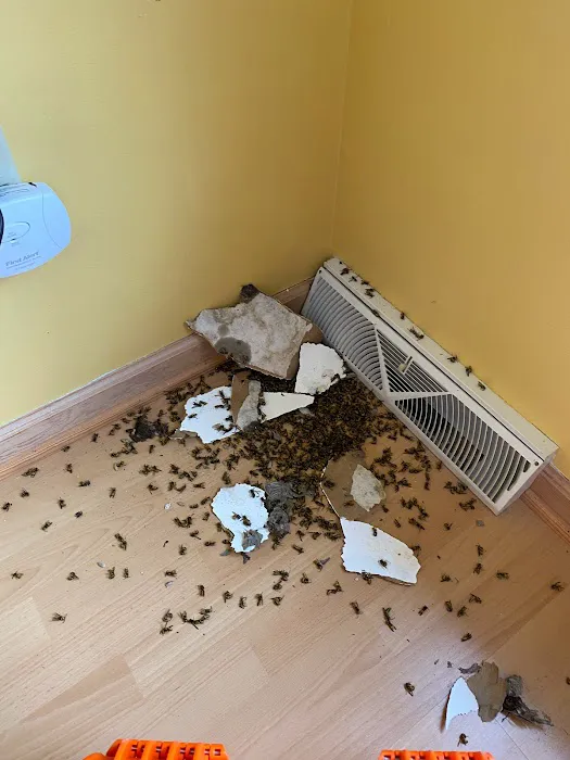 Logan Pest Solutions Picture 4
