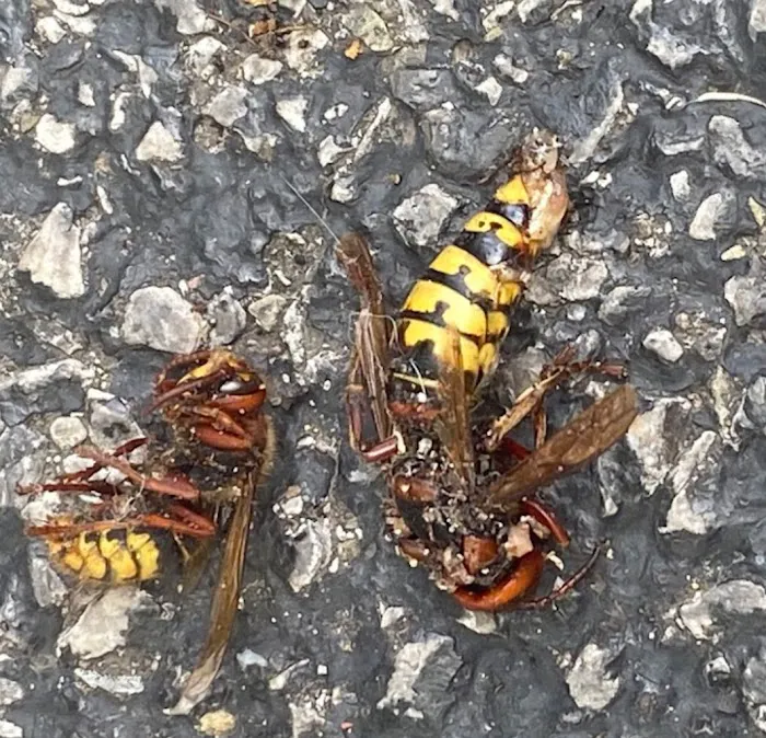 Logan Pest Solutions Picture 10