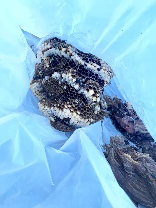 Homestead Pest Control Picture 7