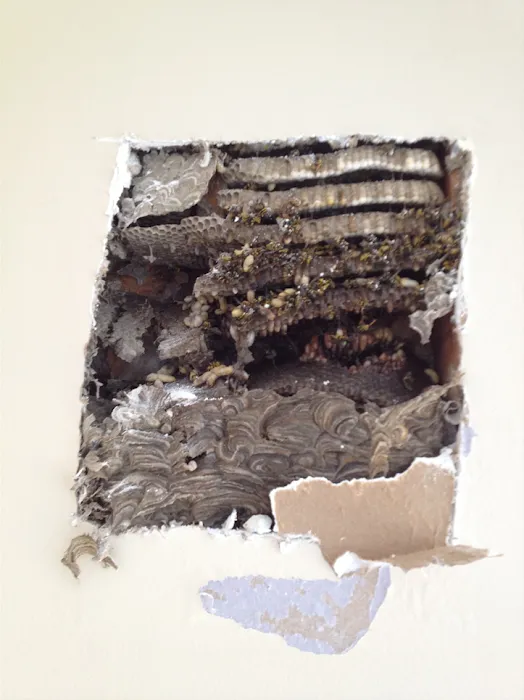 Eco Serve Pest Services Picture 10