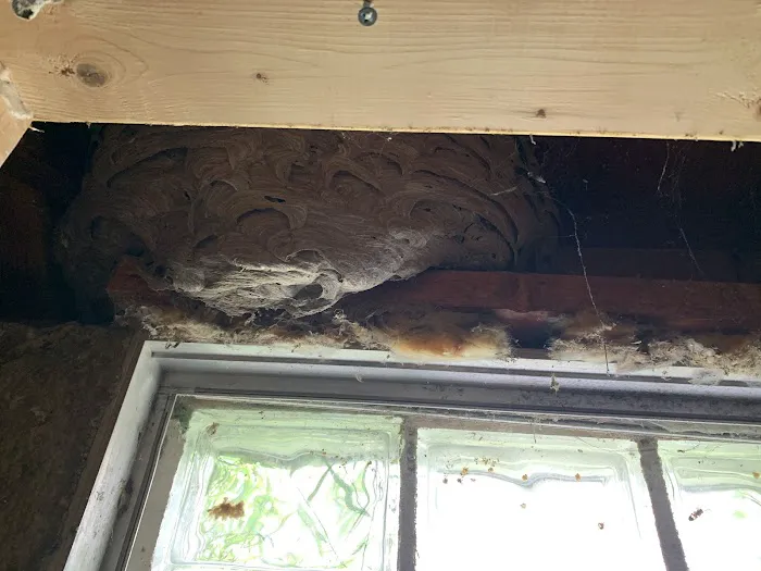 Fox Pest Control Orchard Park Picture 9