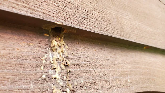 Residential and Commercial Pest Pros LLC Picture 8