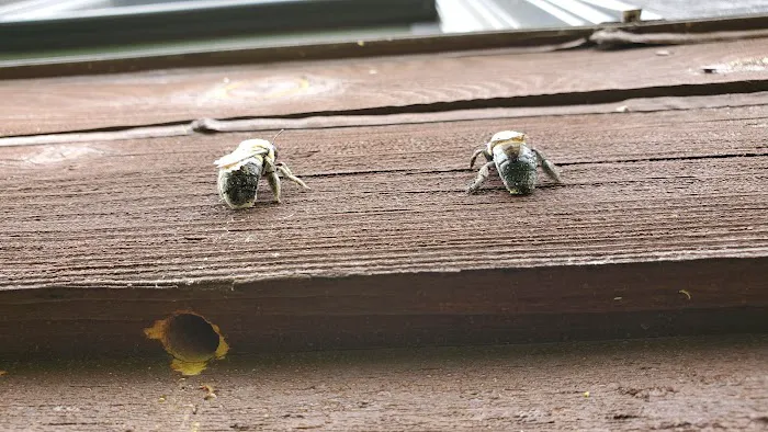 Residential and Commercial Pest Pros LLC Picture 7