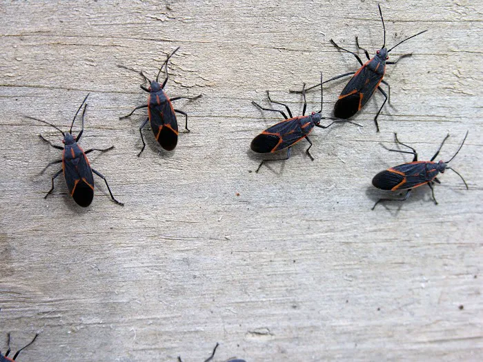 Amherst Exterminators Picture 8