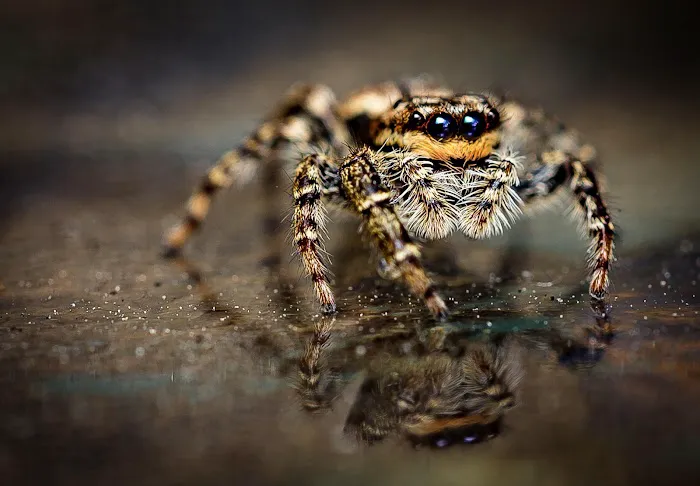 Amherst Exterminators Picture 1
