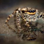 Amherst Exterminators