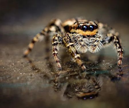 Amherst Exterminators