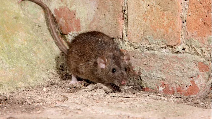 Amherst Exterminators Picture 10