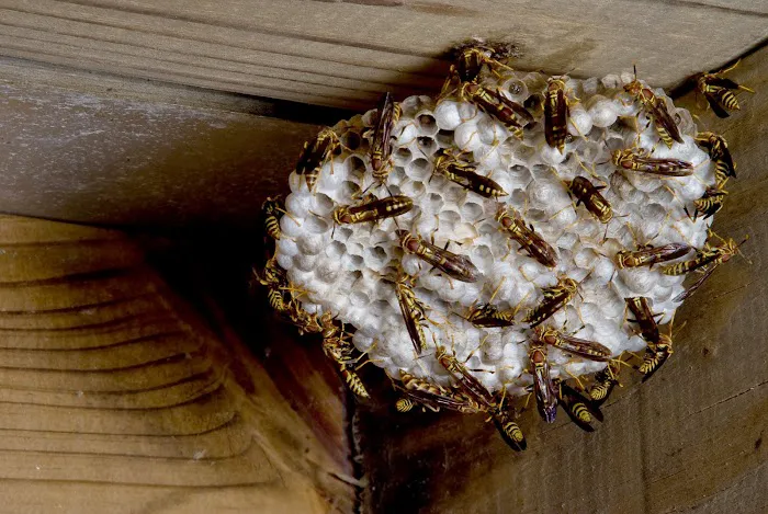 Amherst Exterminators Picture 9