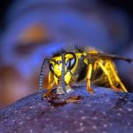 Advanced Exterminating Co
