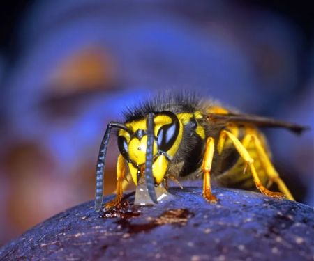 Advanced Exterminating Co